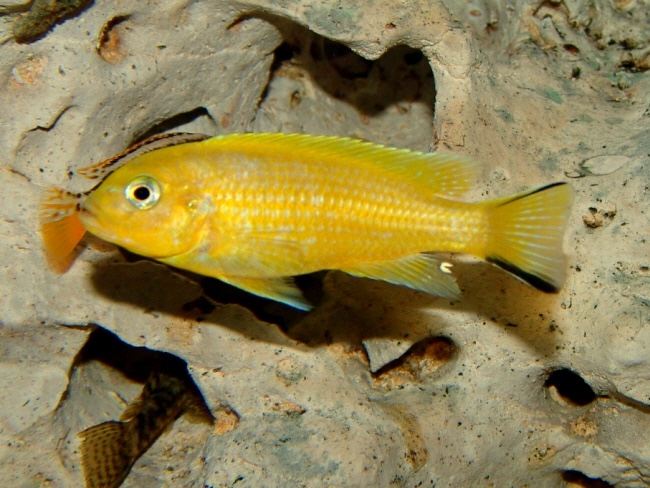 Maylandia sp. 'daktari' Undu Reef